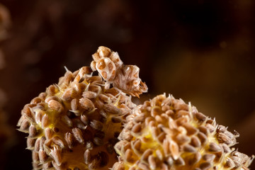 Humpback softcoral shrimp, Alcyonohippolyte dossena in soft coral, Nephthea sp.