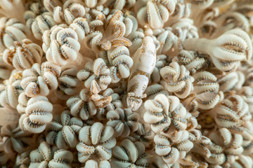 Xenia Soft Coral Shrimp, Hump-backed Shrimp, Hippolyte commensalis