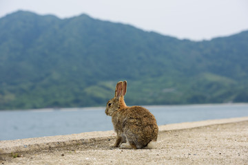 うさぎ