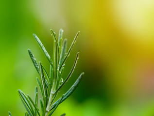 Close up, branch rosemary herb with water drop on soft light ray, blurry background.