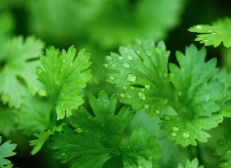 Close up, water drop on green coriander leaf, top view.