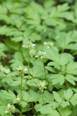 Adoxa moschatellina flowers in spring