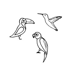 Vector set of hand drawn birds such as parrot, toucan and colibri.