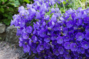 Blossoming Campanula carpatica in garden. Beautiful blue flowers of the Campanula carpatica.
