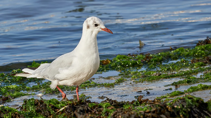 Black-headed Gull Chroicocephalus ridibundus