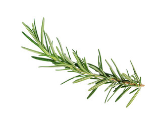 Fototapeta premium Rosemary isolated on white background, Top view.