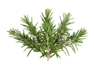 Rosemary isolated on white background, Top view.