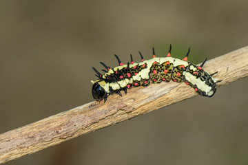 Image of caterpillars of common mime on the branches on a natural background. Insect. Animal.
