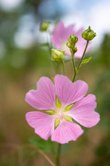 Pink flowers with five petals on grass background