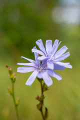 Fototapeta premium Chicory on a background of grass, purple flowers