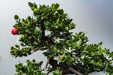 bonsai tree with a red fruit and white blossom closeup on a grey background