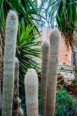 Peruvian Old-man cactaceae . (espostoa lanata) grow in pavilion of botanic garden