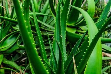 Fototapeta premium simply green aloe leave vertical background photo