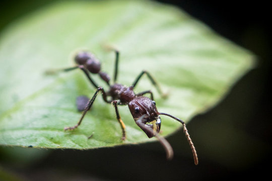 giant bullet ant standing on a leaf. Focus on the head, and blur bokeh at the rest of background.