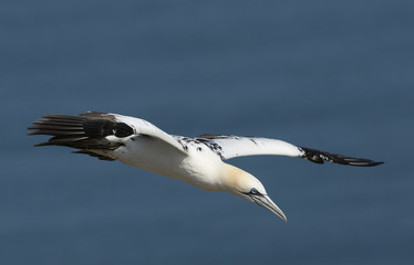 A beautiful Gannet, Morus bassanus, flying above the sea in the UK.