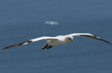 A beautiful Gannet, Morus bassanus, flying above the sea in the UK.