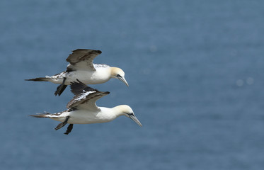 Two magnificent Gannet, Morus bassanus, flying above the sea in the UK.