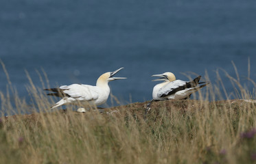 Two magnificent Gannet, Morus bassanus, on the edge of a cliff in the UK, with their beaks open facing each other.