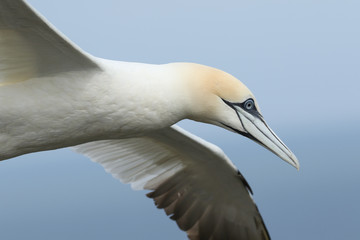 A beautiful Gannet, Morus bassanus, flying above the sea in the UK.