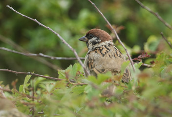 A rare Tree Sparrow, Passer montanus,  perching on a branch in a bush in the UK.