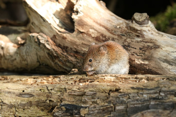 Naklejka na ściany i meble A cute wild Bank Vole, Myodes glareolus eating a nut sitting on a log in woodland in the UK.