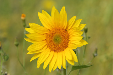 Fototapeta premium A pretty Sunflower growing in a wildflower meadow in the UK.