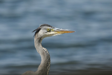 A head shot of a pretty Grey Heron, Ardea cinerea, hunting at the edge of a lake.