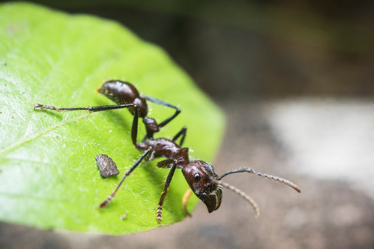 giant bullet ant standing on a leaf.