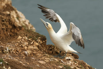 A magnificent Gannet, Morus bassanus, standing on the edge of a cliff in the UK flapping its wings.