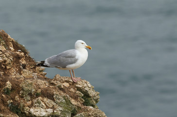 Naklejka premium A hunting Herring Gull, Larus argentatus, standing on the cliffs looking around waiting for an opportunity so it can steal an unguarded chick. 