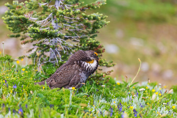 Blue Grouse