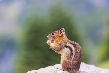 Chipmunk
