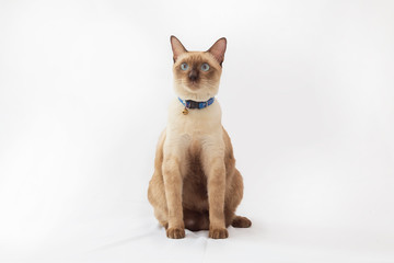 Portrait of kitten Siamese Cat with blue eyes on white background.Thai cats are sitting on white cloth and looking at something.