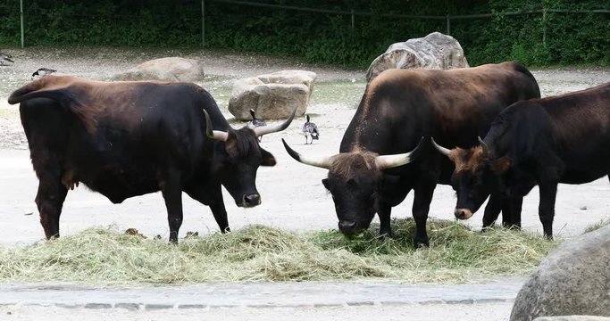 Aurox, Bos primigenius taurus in the zoo - Domestic highland cattle