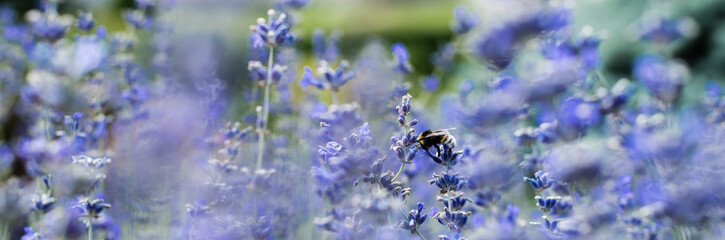 panoramic shot of blooming purple lavender flowers in summertime