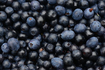 Blueberries fresh harvest of ripe juicy berry fruit