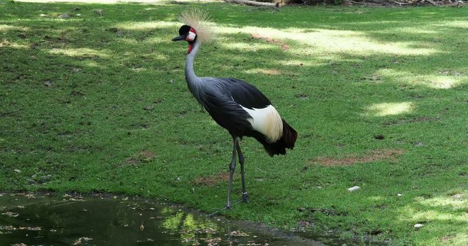 beautiful black crowned crane, Balearica pavonina