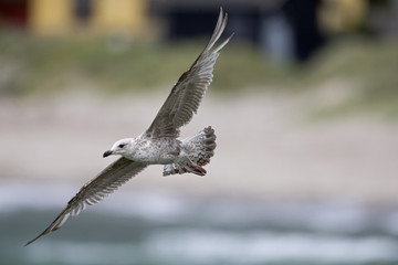 A large European herring gull (Larus argentatus) flying infront of the village Hundested in Denmark.