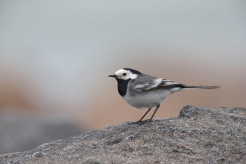 A white wagtail (Motacilla alba) perched on a rock at the coast of Hundested Denmark.