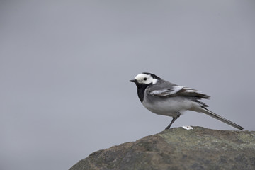 A white wagtail (Motacilla alba) perched on a rock at the coast of Hundested Denmark.