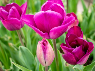 Close up pink tulips in the garden on brown brick wall background