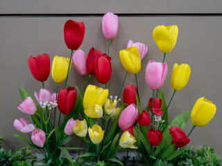 colorful tulips on gray cement wall background