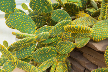 Blind Prickly Pear Cactus or Opuntia rufida in the botanical garden.