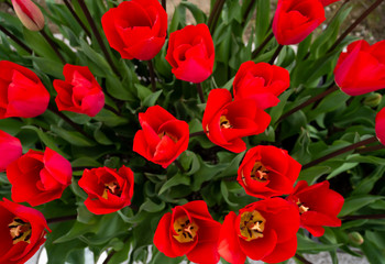 Close up red tulips in the garden on brown brick wall background