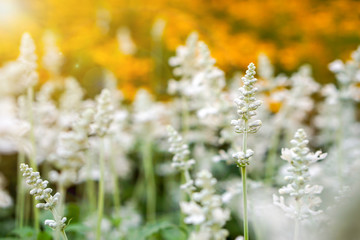 Closeup and crop little grassland flowers on blurry yellow flowers garden and sun flare background.
