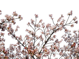 isolated pink cherry blossom on the white background