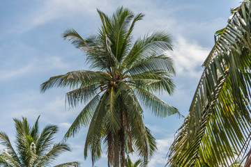 Fototapeta na wymiar Coconut trees covered with coconuts, Bali, Indonesia