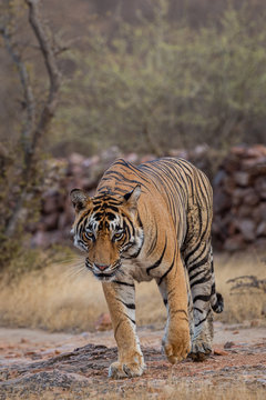 headon image of Wild male tiger (panthera tigris) on evening stroll and territory marking at summer safari in dry deciduous forest of Ranthambore National Park, Rajasthan, India 