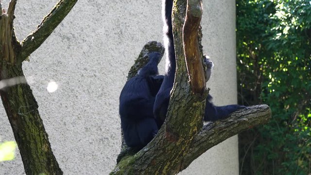 The black-headed spider monkey, Ateles fusciceps is a species of spider monkey, a type of New World monkey, from Central and South America.