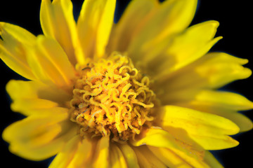 Daisy flower isolated on black background